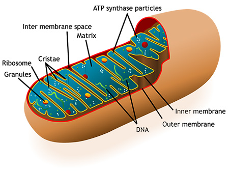  Mitochondria illustration